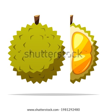 Durian fruit vector isolated illustration