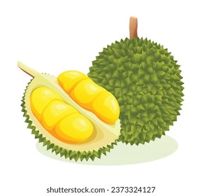 Durian fruit whole and half cut. Vector illustration isolated on white background