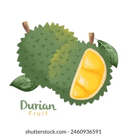 durian fruits isolated on white background. Vector illustration.