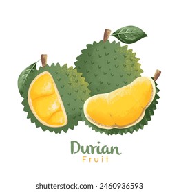 durian fruits isolated on white background. Vector illustration.