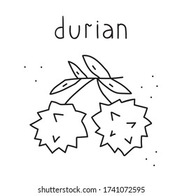 Durian. Hand drawn outline vector illustration on white background.