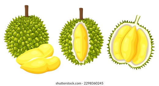 durian isolated on white background