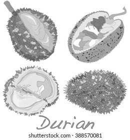 Durian isolated on the white background. Vector.