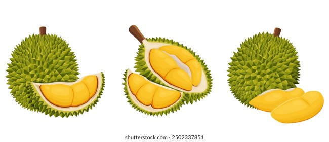 durian isolated on white background.Vector illustration cartoon flat icon isolated on white.