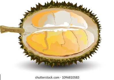 Durian Isolated Vector on white background