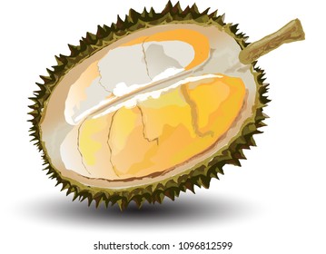 Durian Isolated Vector on white background