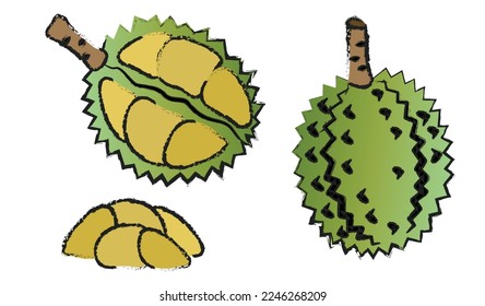 Durian isolated vector set on white background , fruit line art vector isolated