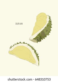 durian , King of fruit ,sketch vector.