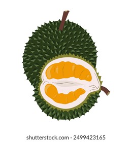 Durian or King of Fruits isolated on white background. 