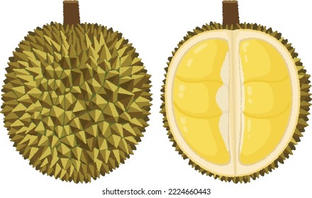 Durian is also known as "King of Fruits" and "Devil's Fruit". The flesh is cream-colored and has a peculiar smell, but is very sweet.