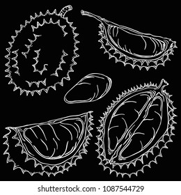 Durian line illustration, vector