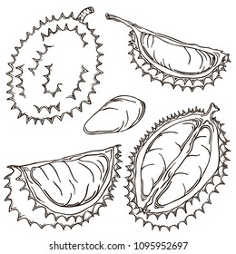 Durian line illustration, vector