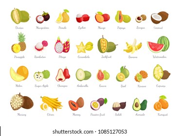 Durian and mangosteen summer fruit exotic set, collection of fresh food with headlines, rounded coconut, yellow melon, avocado vector illustration