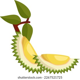Durian Natural Fresh Fruit Vector Illustration
