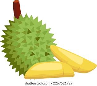 Durian Natural Fresh Fruit Vector Illustration