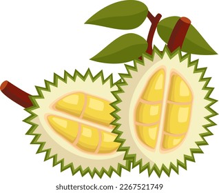 Durian Natural Fresh Fruit Vector Illustration