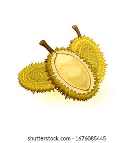 Durian with round shape, greenish-brown husk colour and pale yellow tasty flesh. Edible fruit with large size, strong unpleasant odour and thorn-covered rind. Vector illustration isolated on white.