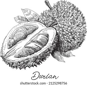 Durian. Sketchy vector hand-drawn illustration.