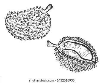 Durian stinking exotic fruit sketch engraving vector illustration. Scratch board style imitation. Black and white hand drawn image.