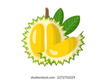 Durian summer fruit, white background. Vector graphic illustration. Vegetarian cafe print, poster, card. Natural, organic dessert sweet, fresh fruit 