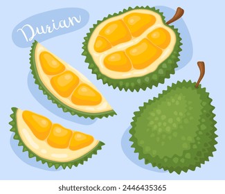 Durian. Tropical exotic fruit. Fresh, ripe fruit. Half, whole and slice durian. Cartoon vector illustration. 