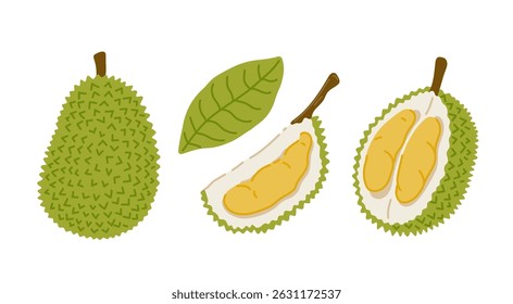 Durian tropical exotic fruit set. Whole, sliced, cut, peeled fruit. Vector hand-drawn illustration, isolated on white background.