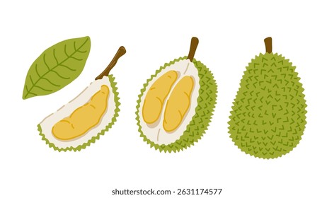 Durian tropical exotic fruit set. Whole, sliced, cut, peeled fruit. Vector hand-drawn illustration, isolated on white background.