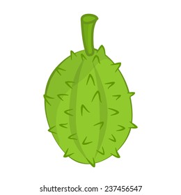 Durian the tropical fruit isolated illustration on white background