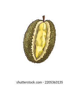 Durian tropical fruit isolated sketch. Vector exotic dessert, tasty pulp with yellow flesh, Durio zibethinus. Asian smelling fruit with unusual flavour and odour, breadfruit jackfruit, vegetarian food