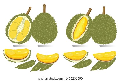 Durian vector design, Set of color  vector illustrations, icons of a durian fruit whole and peeled isolated on a white background