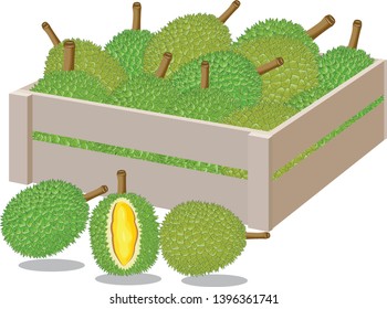 Durian vector disign,Set of vector color illustrations, icons of a durian fruit whole and peeled isolated on a white background