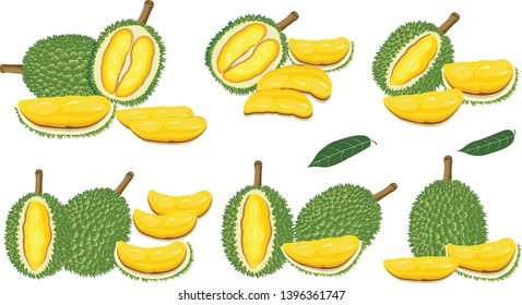 Durian vector disign,Set of vector color illustrations, icons of a durian fruit whole and peeled isolated on a white background