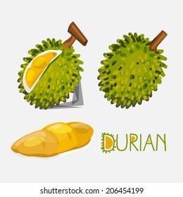 durian- vector illustration