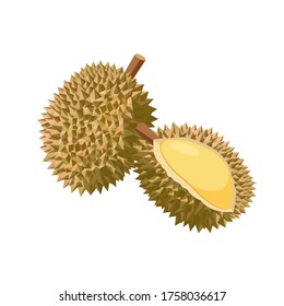 Durian vector illustration isolated on white background. Juicy tropical exotic fruit.