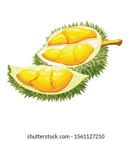 Durian vector on a white background