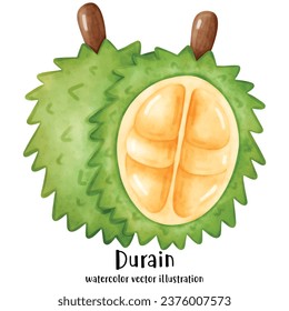 Durian ,Watercolor Durian, Vector illustration