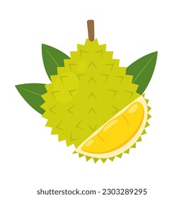 Durian whole fruit and half isolated on white background. Durio zibethinus, king of fruits icon. Vector illustration of tropical exotic fruits in flat style.