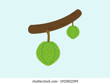 Durianos en el árbol del durión. El durión es un rey de la fruta de Tailandia. El durión es delicioso, las copas durianas son peladas, la carne amarilla es suave, la fruta tropical. Ilustración vectorial.