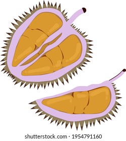 Durio kutejensis or better known as Lai by the natives. Ripe fresh orange durio kutejensis fruit that has been split and ready to eat. Thorny fruit. Isolated cartoon vector illustration.