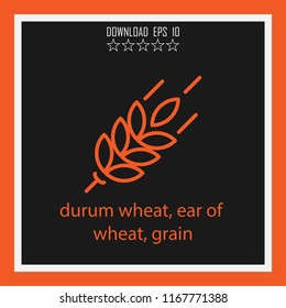 durum wheat, ear of wheat, grain vector icon