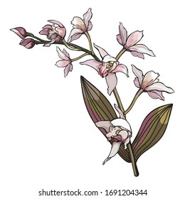 Dusky Pink hand drawn blooming orchid flower isolated on a white background, perfect for wedding invitations and branding.