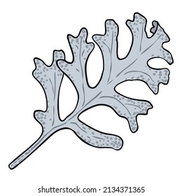 Dusty Miller leaf branch. Silver ragwort leaves herb stick. Hand drawing of   Jacobaea maritime plant. Vector. 