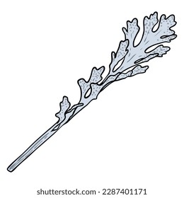 Dusty Miller leaf branch. Silver ragwort leaves herb stick. Hand drawing of   Jacobaea maritime plant. Vector. 