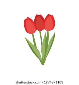 Dutch blossom red tulips - traditional beautiful flowers of holland. Spring floral element for greeting cards, gift on holiday. Flat cartoon vector isolated illustration.