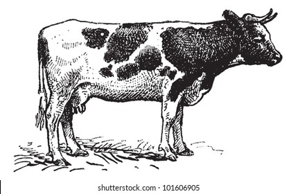 Dutch cattle breed, vintage engraved illustration. Dictionary of words and things - Larive and Fleury - 1895.