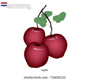 Dutch Fruit, Illustration of Red Apple. One of The Famous Fruits of Netherlands.