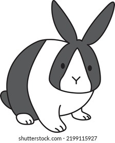 A Dutch rabbit looking at you. The face is facing the front and it looks like it was seen diagonally from the front.