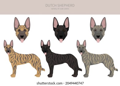 Dutch shepherd clipart. Different poses, coat colors set.  Vector illustration