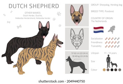 Dutch shepherd clipart. Different poses, coat colors set.  Vector illustration