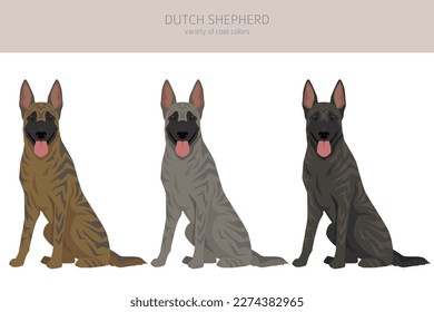 Dutch shepherd clipart. Different poses, coat colors set.  Vector illustration